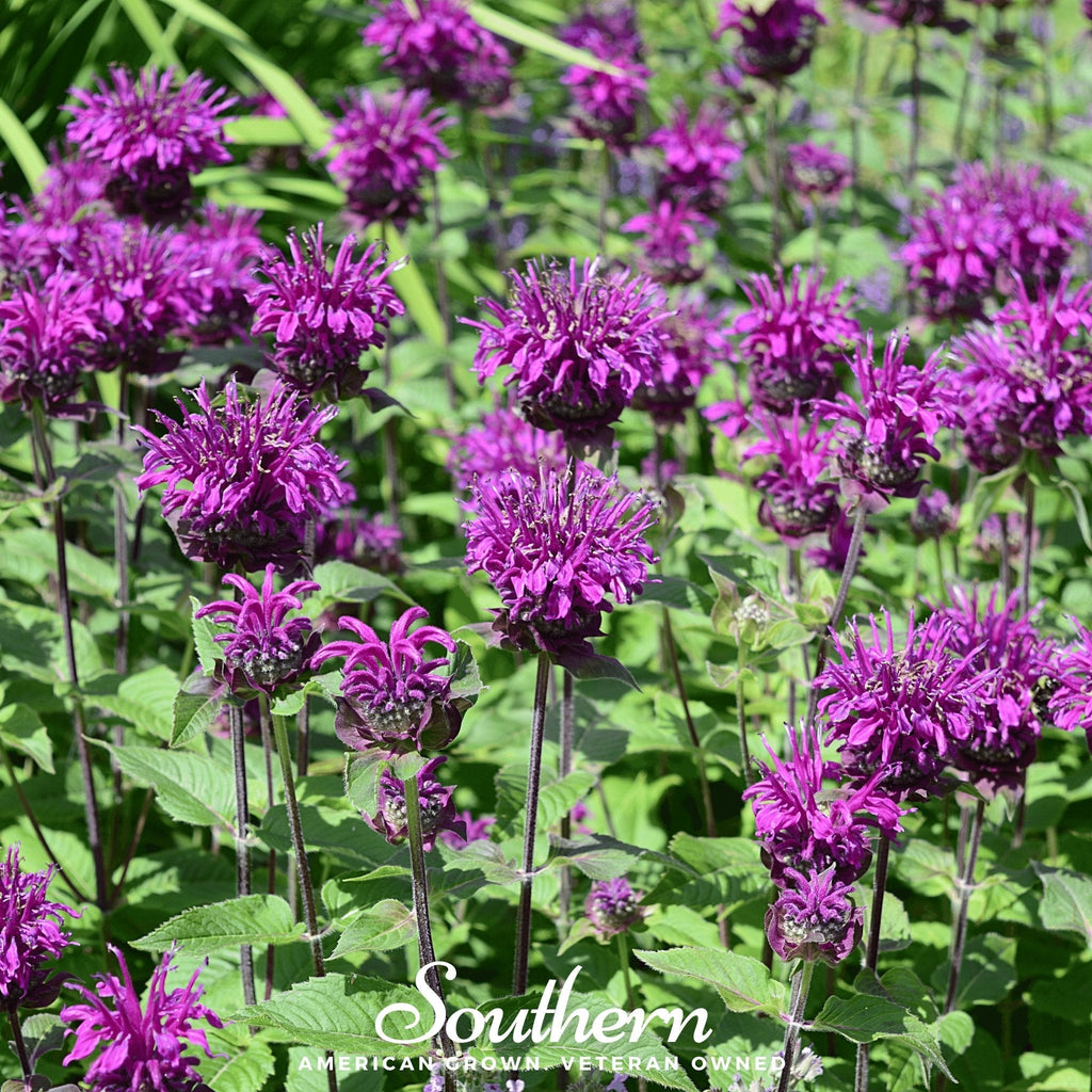 Purple Bee Balm – 50 Seeds | | Wiccan Center