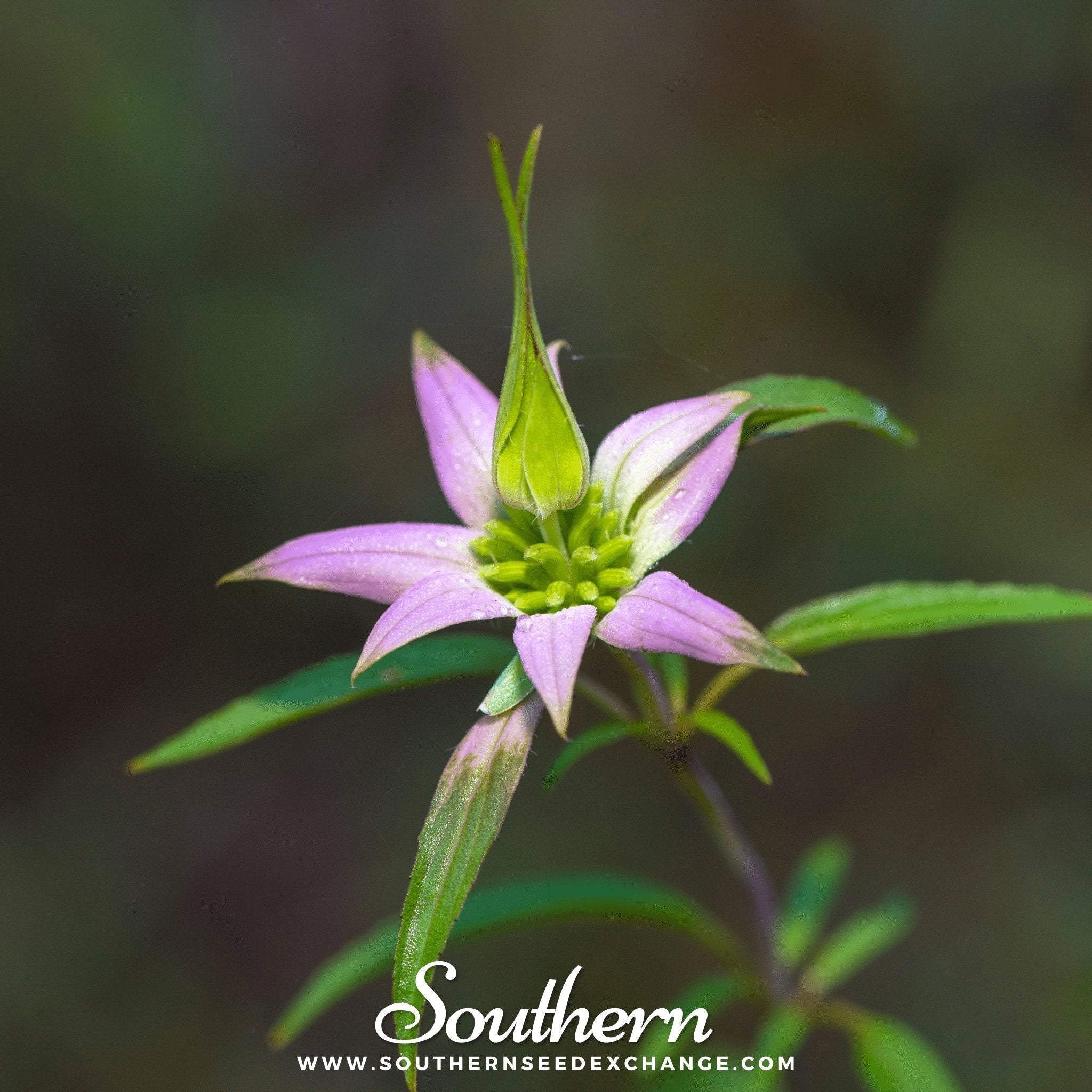 Spotted Bee Balm (Horsemint) – 50 Seeds | | Wiccan Center
