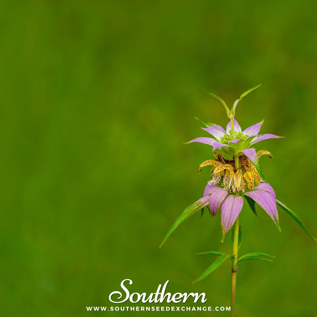 Spotted Bee Balm (Horsemint) – 50 Seeds | | Wiccan Center