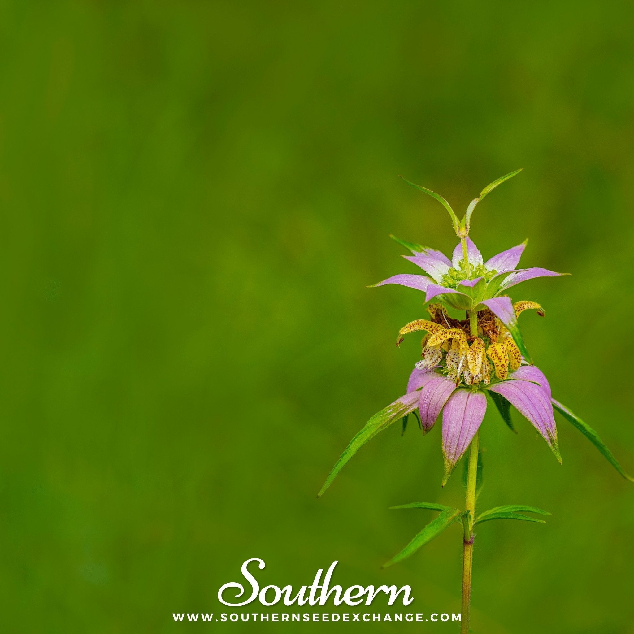 Spotted Bee Balm (Horsemint) – 50 Seeds | | Wiccan Center