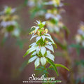 Spotted Bee Balm (Horsemint) – 50 Seeds | | Wiccan Center