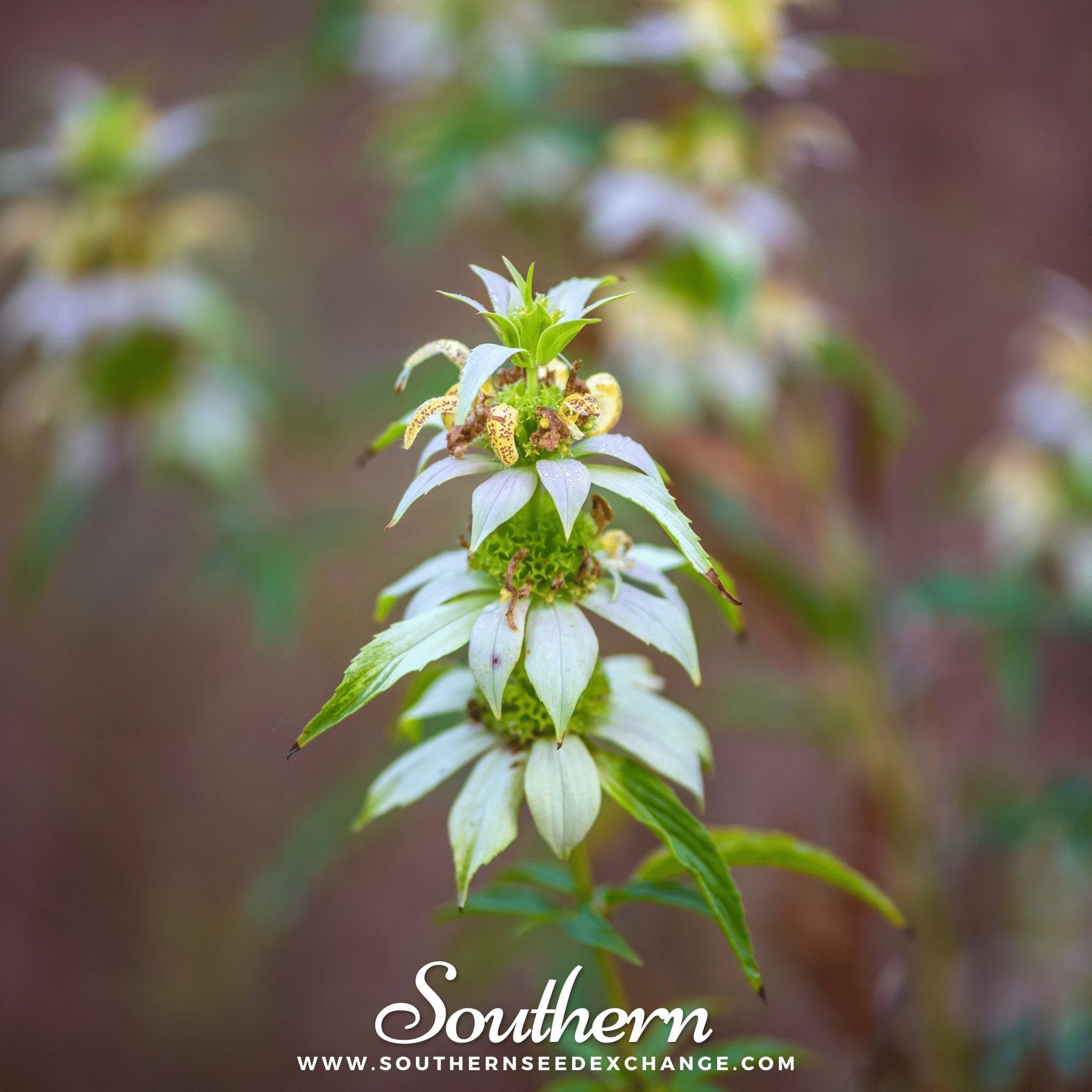 Spotted Bee Balm (Horsemint) – 50 Seeds | | Wiccan Center