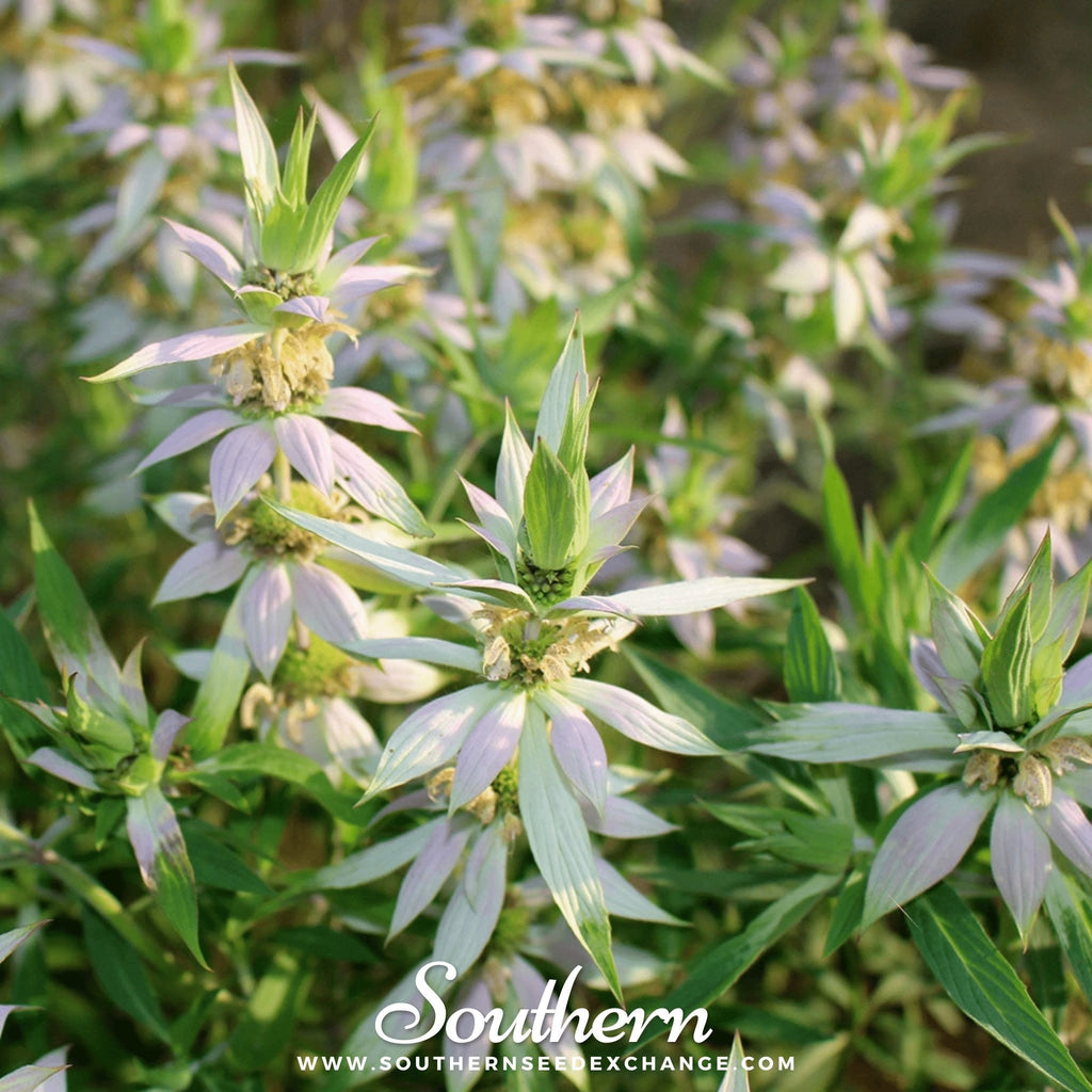 Spotted Bee Balm (Horsemint) – 50 Seeds | | Wiccan Center