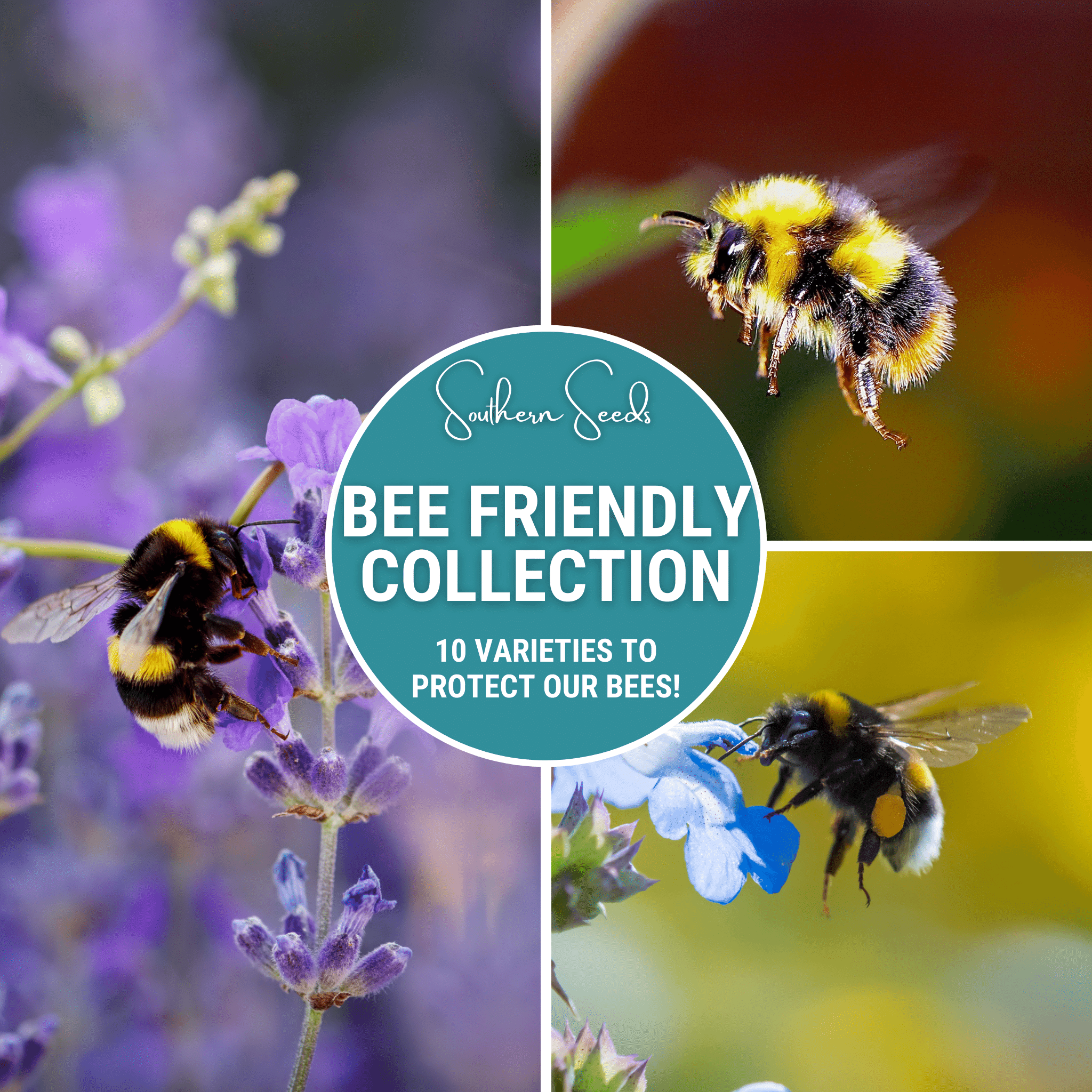 Bee Friendly Collection – 10 Flower Varieties | Seeds | Wiccan Center