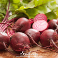 Chioggia Beet – 100 Seeds | Seeds | Wiccan Center