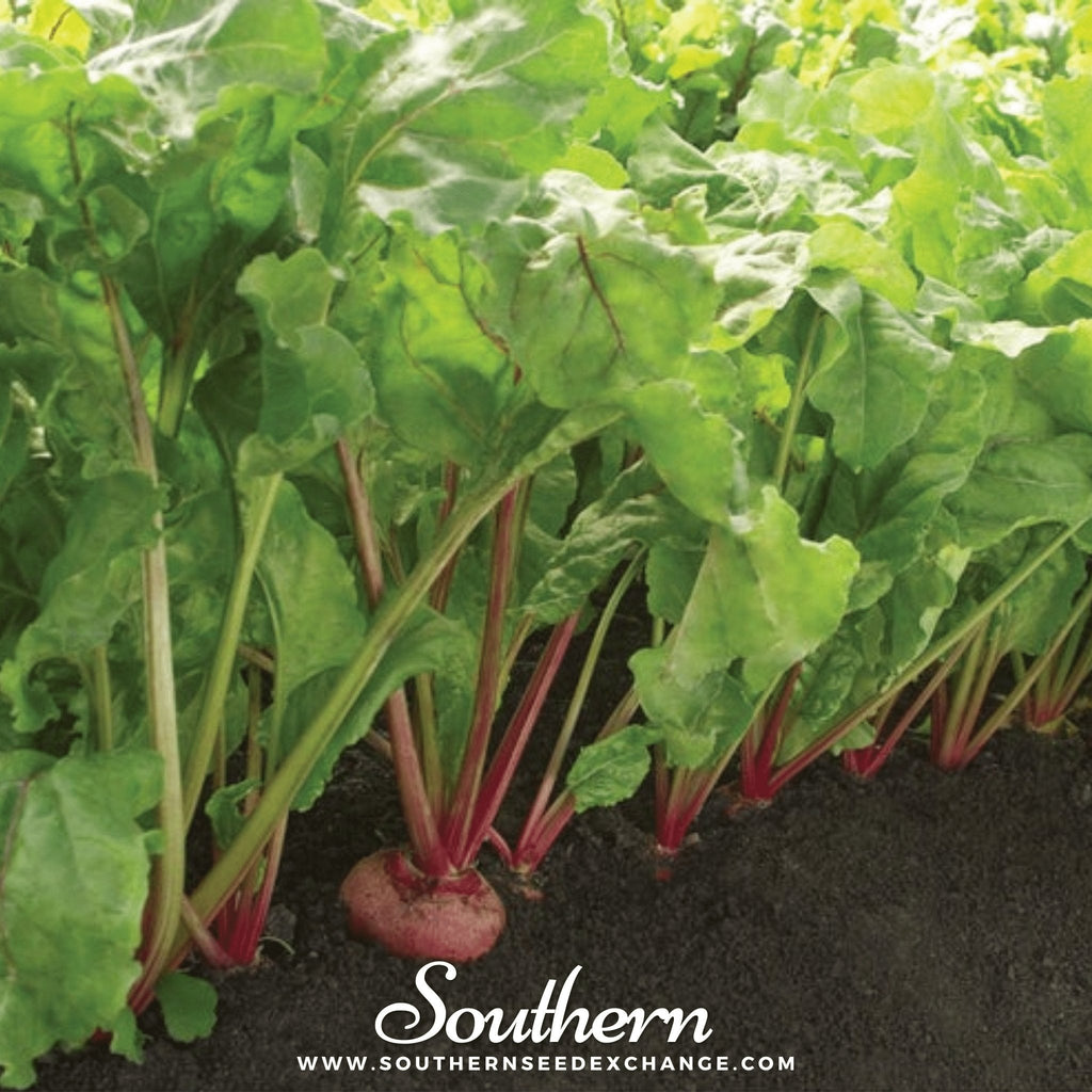 Chioggia Beet – 100 Seeds | Seeds | Wiccan Center