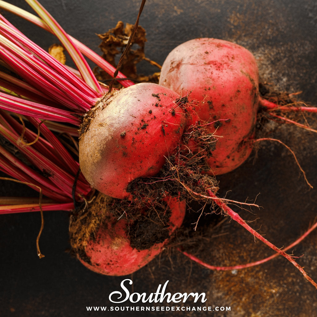 Chioggia Beet – 100 Seeds | Seeds | Wiccan Center