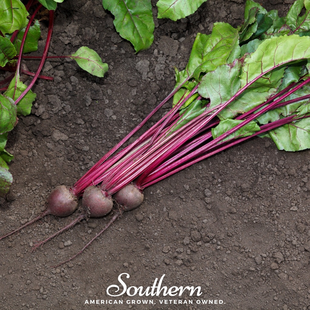 Detroit Dark Red Beet – 200 Seeds | Seeds | Wiccan Center