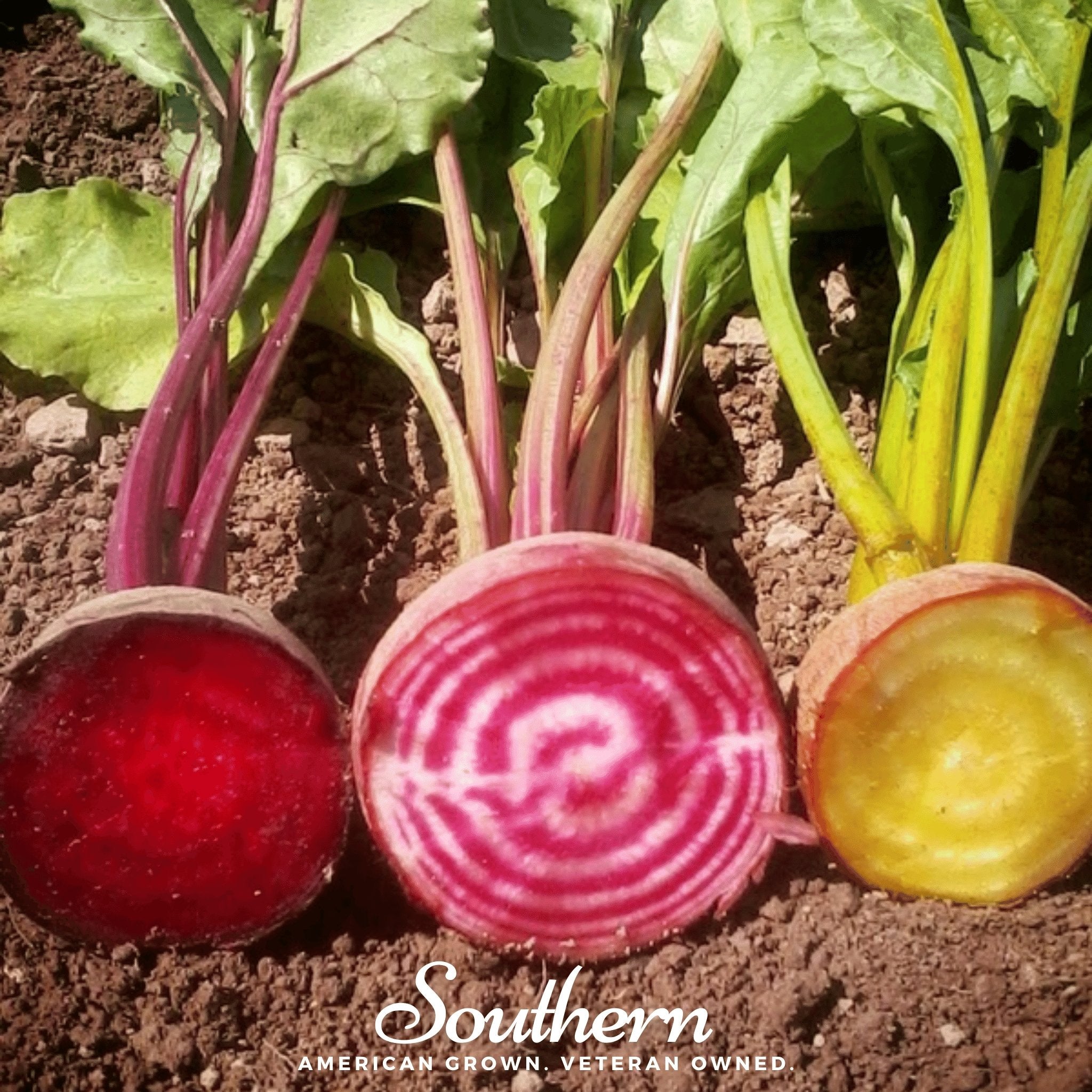Gourmet Blend Beet – 50 Seeds | Seeds | Wiccan Center