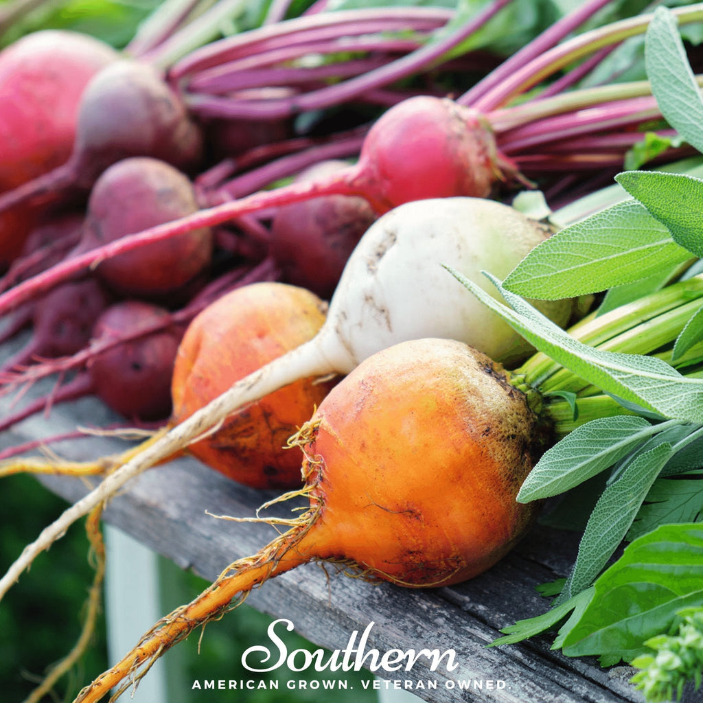 Gourmet Blend Beet – 50 Seeds | Seeds | Wiccan Center
