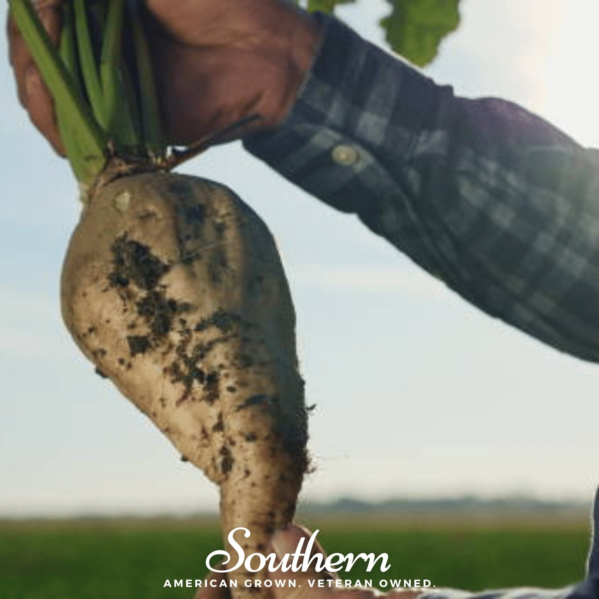 Sugar Beet – 50 Seeds | Seeds | Wiccan Center