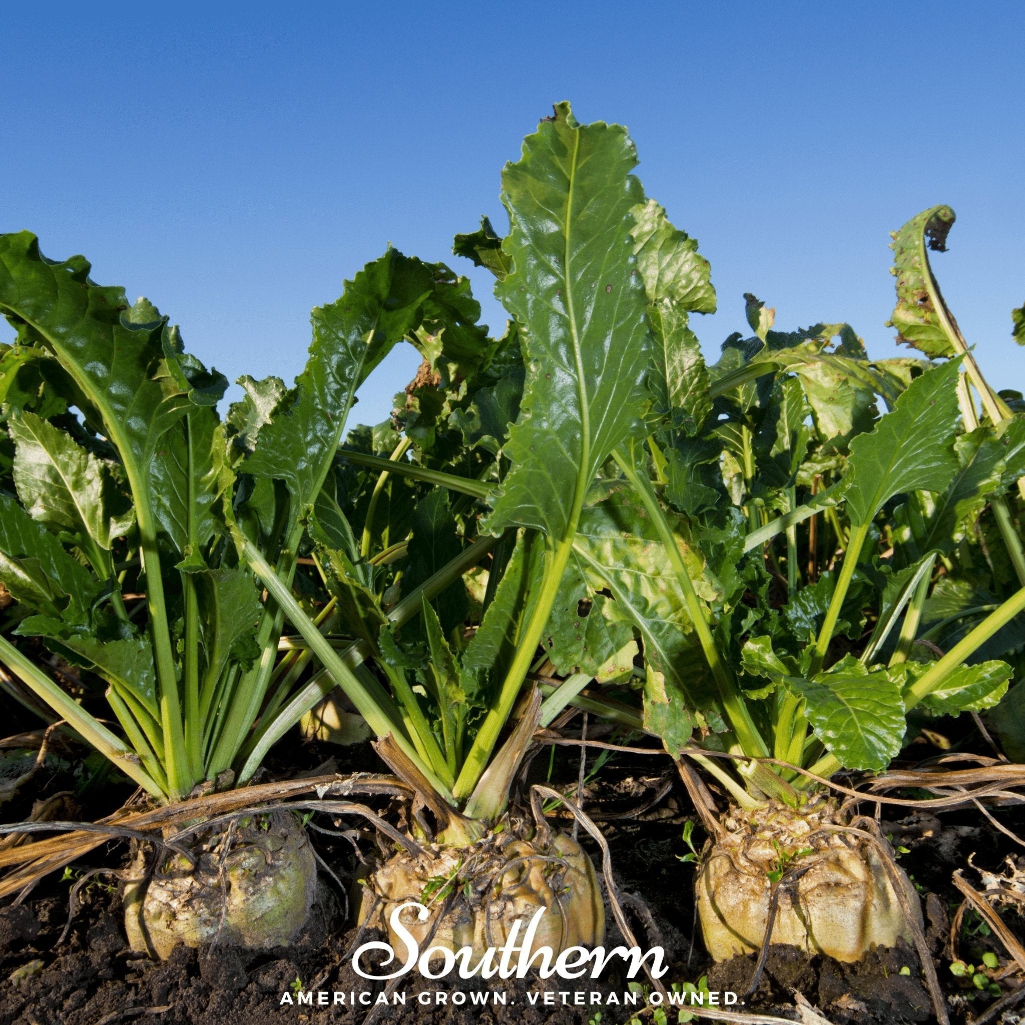 Sugar Beet – 50 Seeds | Seeds | Wiccan Center