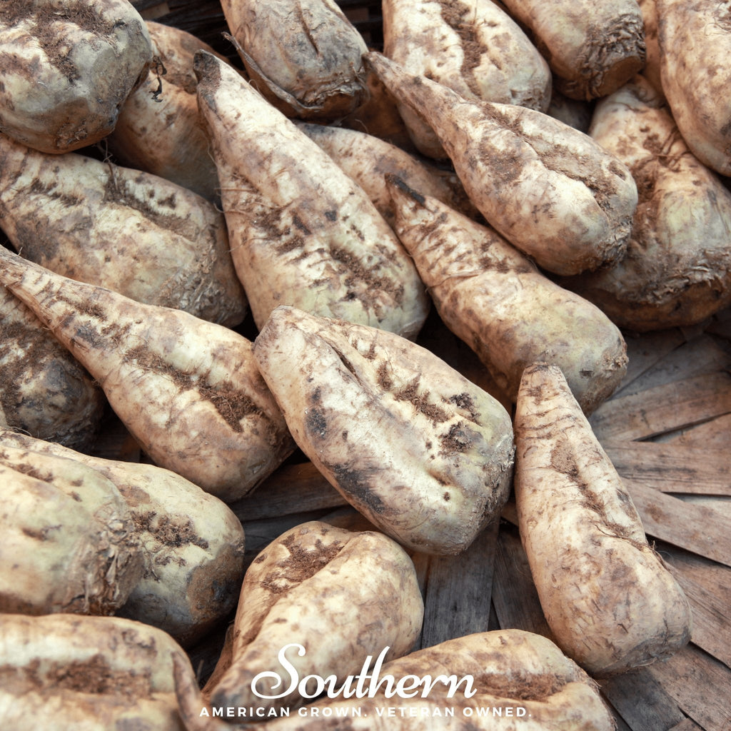 Sugar Beet – 50 Seeds | Seeds | Wiccan Center
