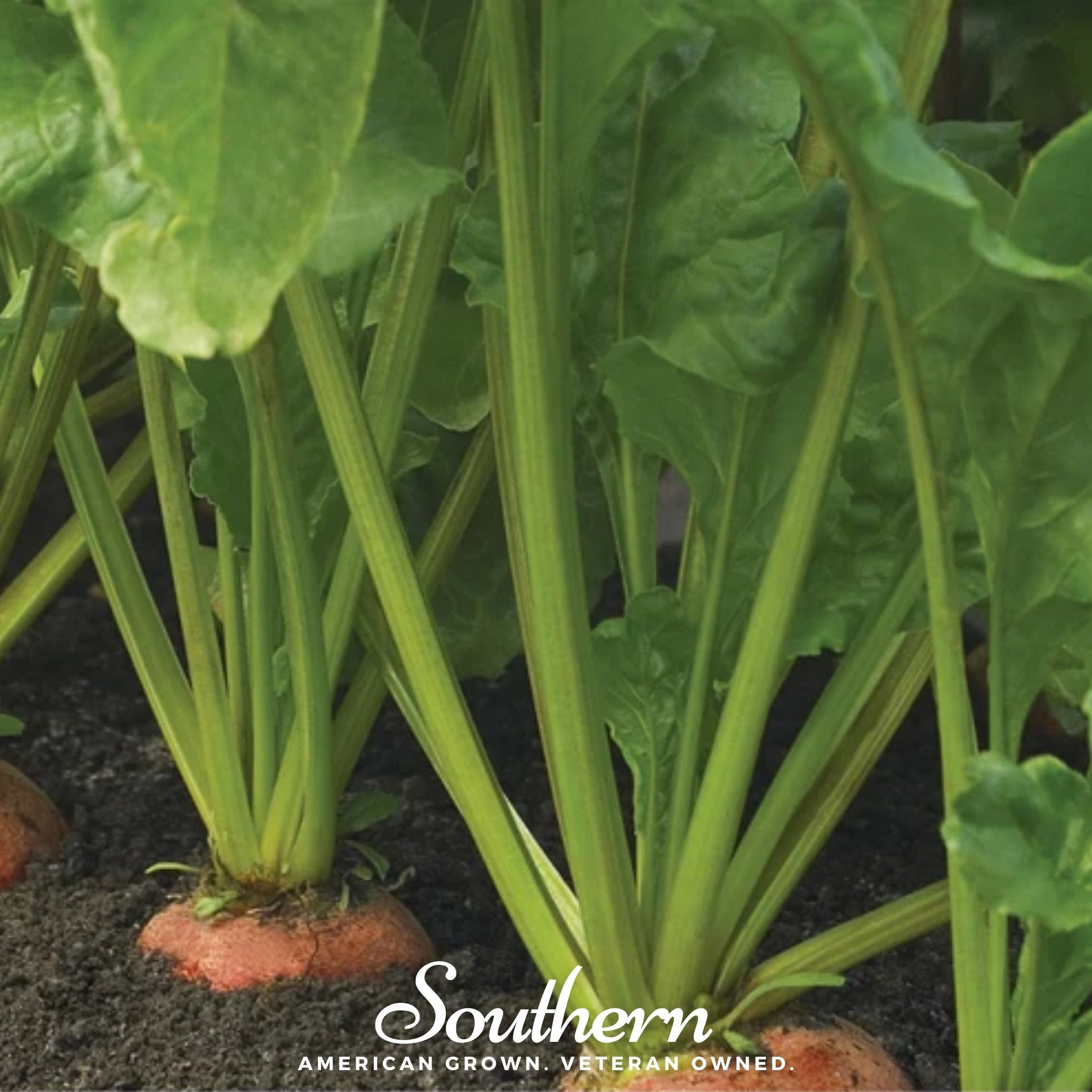 Touchstone Beet – 50 Seeds | Seeds | Wiccan Center