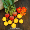 Touchstone Beet – 50 Seeds | Seeds | Wiccan Center