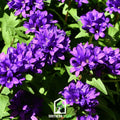 Superba Bellflower – 50 Seeds | Seeds | Wiccan Center