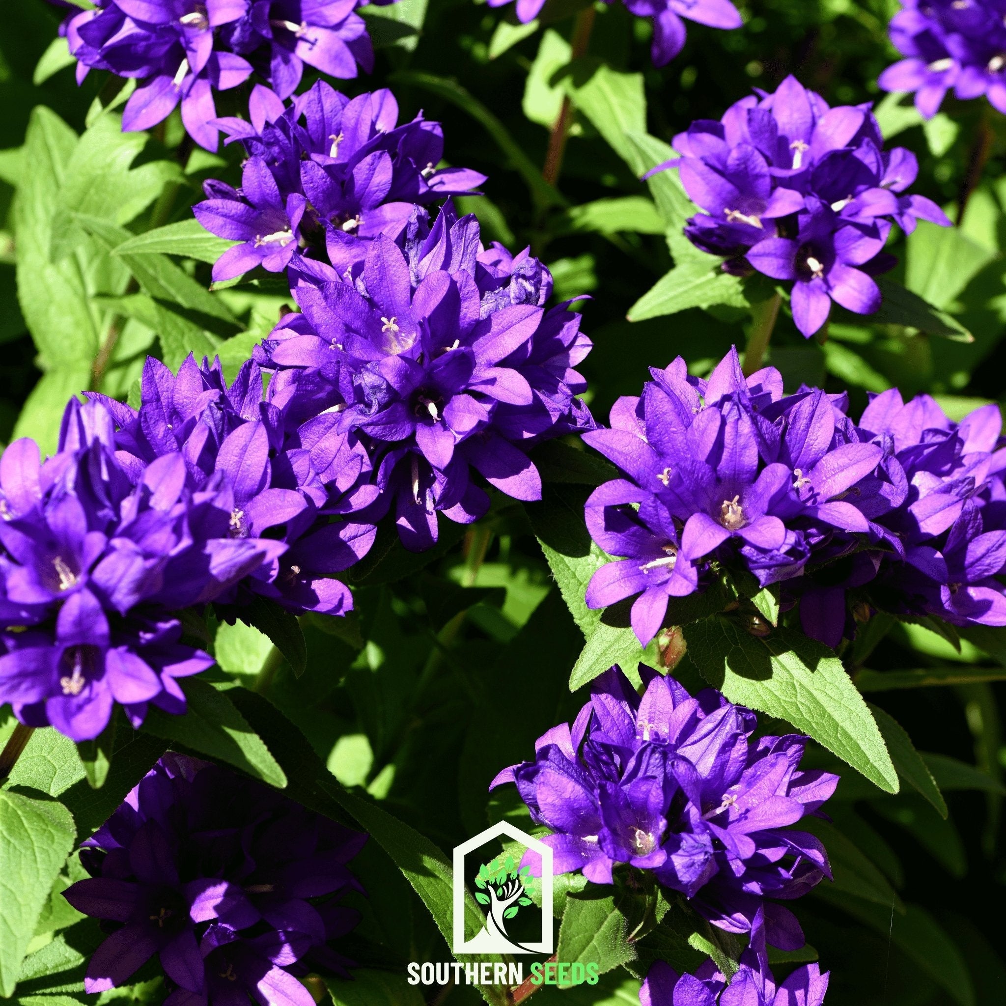 Superba Bellflower – 50 Seeds | Seeds | Wiccan Center