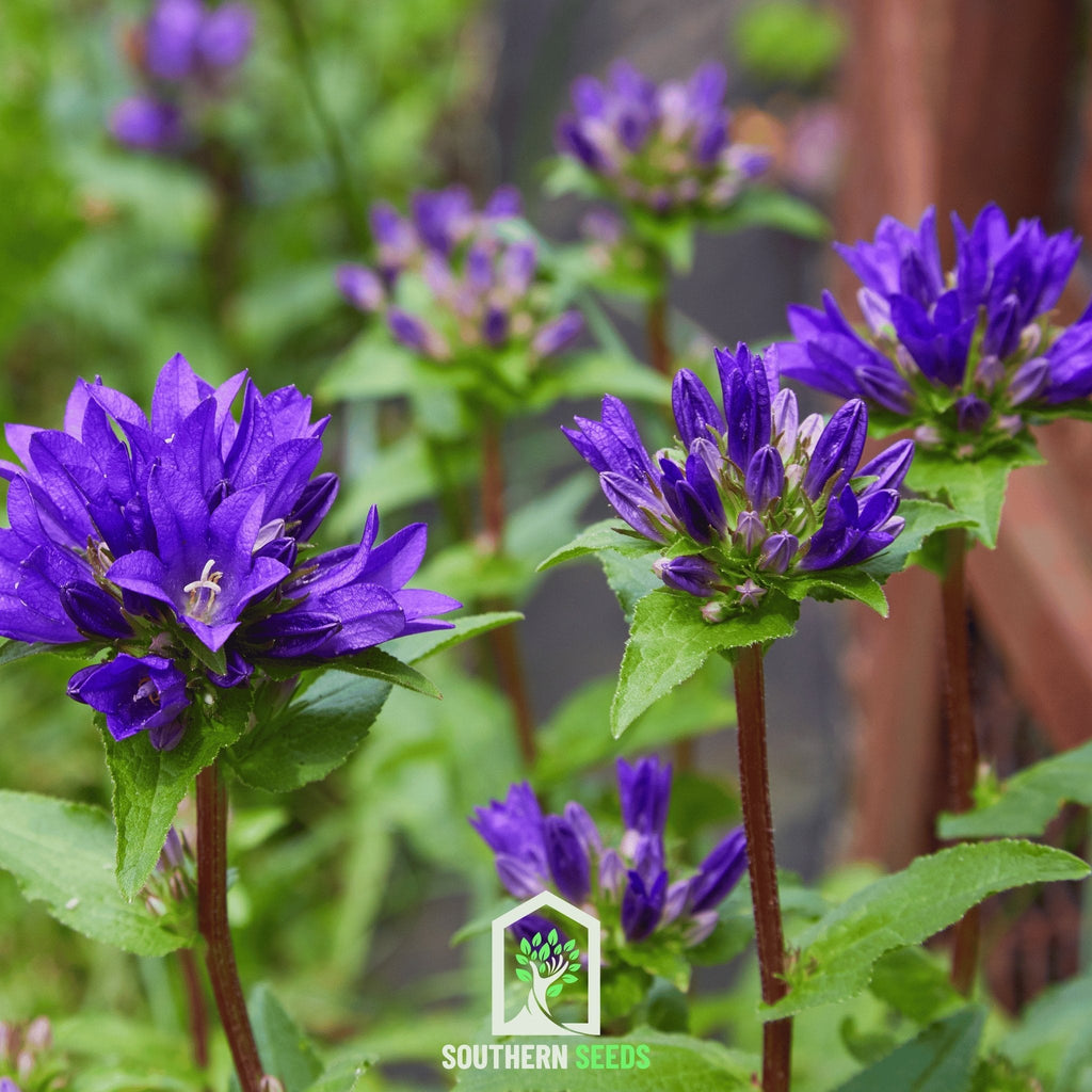 Superba Bellflower – 50 Seeds | Seeds | Wiccan Center