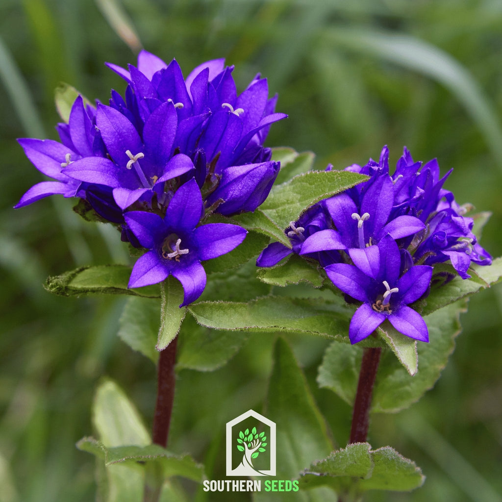 Superba Bellflower – 50 Seeds | Seeds | Wiccan Center