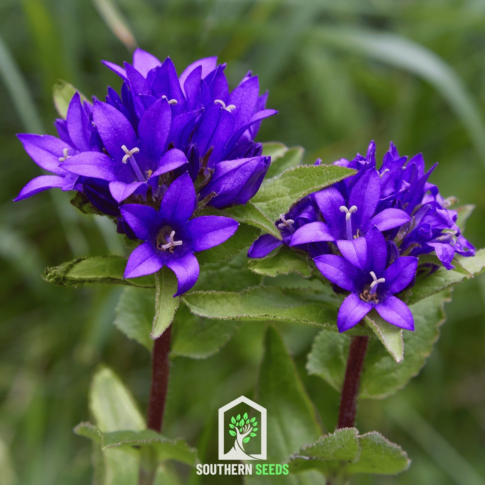 Superba Bellflower – 50 Seeds | Seeds | Wiccan Center