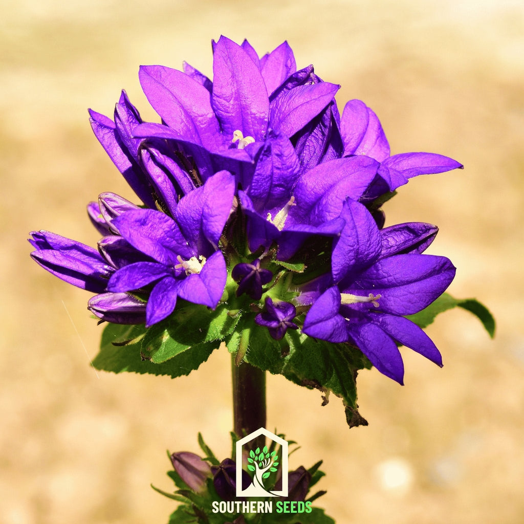Superba Bellflower – 50 Seeds | Seeds | Wiccan Center
