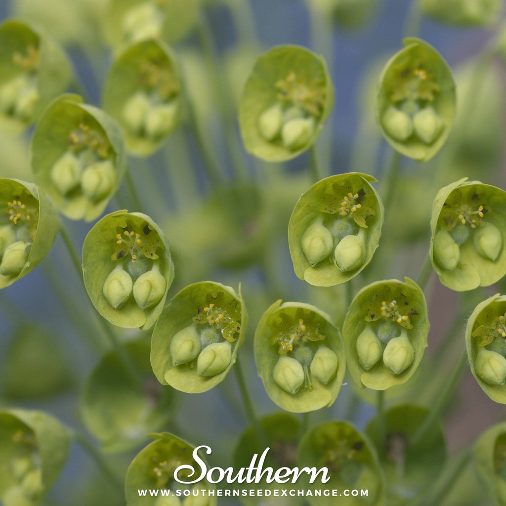 Bells of Ireland – 100 Seeds | Seeds | Wiccan Center