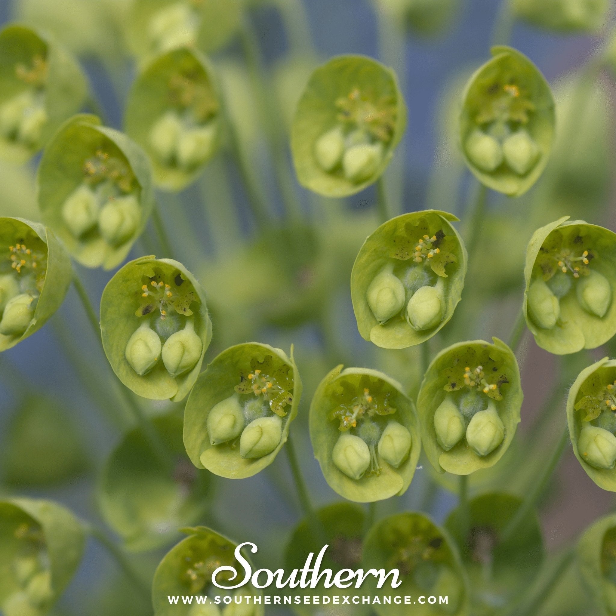 Bells of Ireland – 100 Seeds | Seeds | Wiccan Center