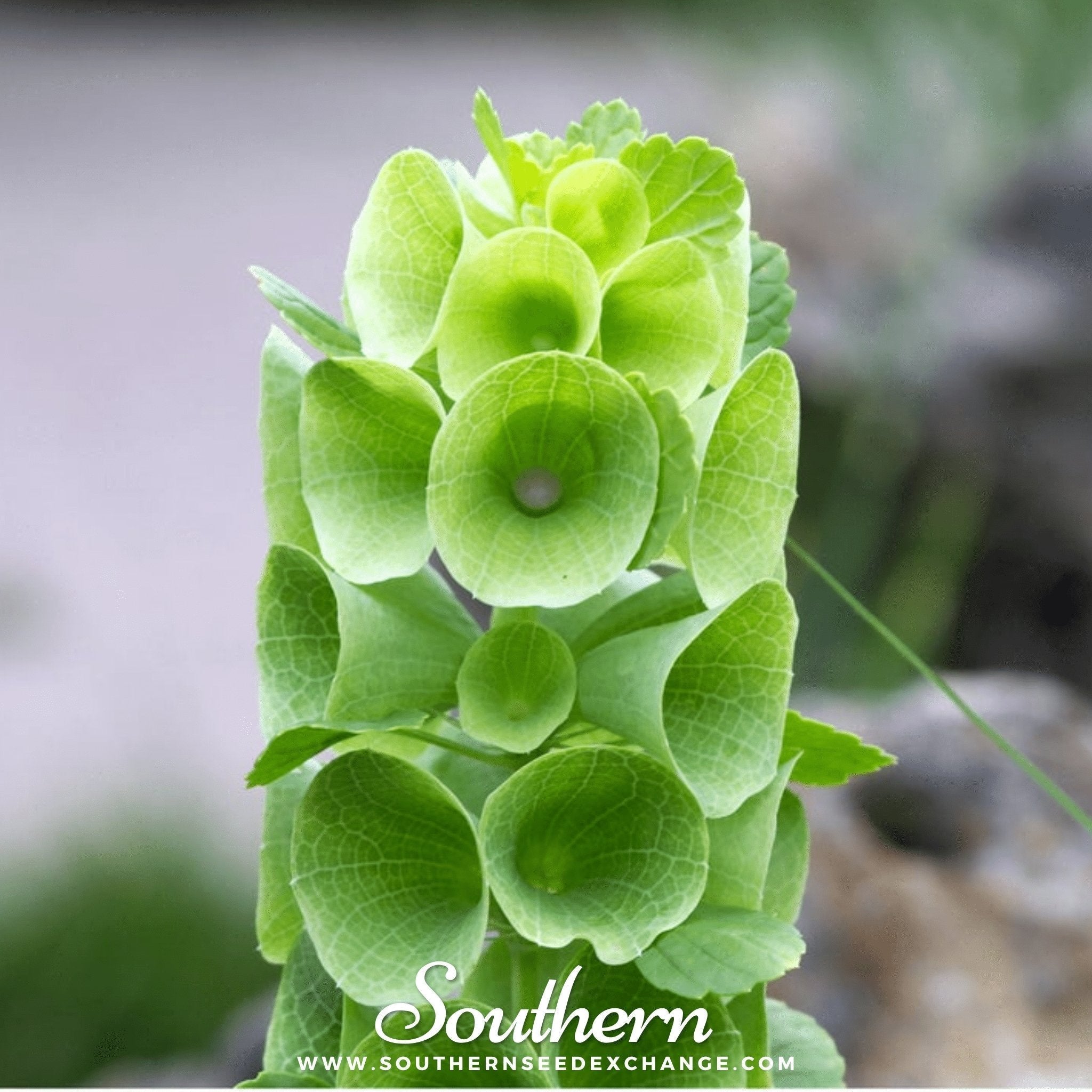 Bells of Ireland – 100 Seeds | Seeds | Wiccan Center