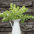 Bells of Ireland – 100 Seeds | Seeds | Wiccan Center