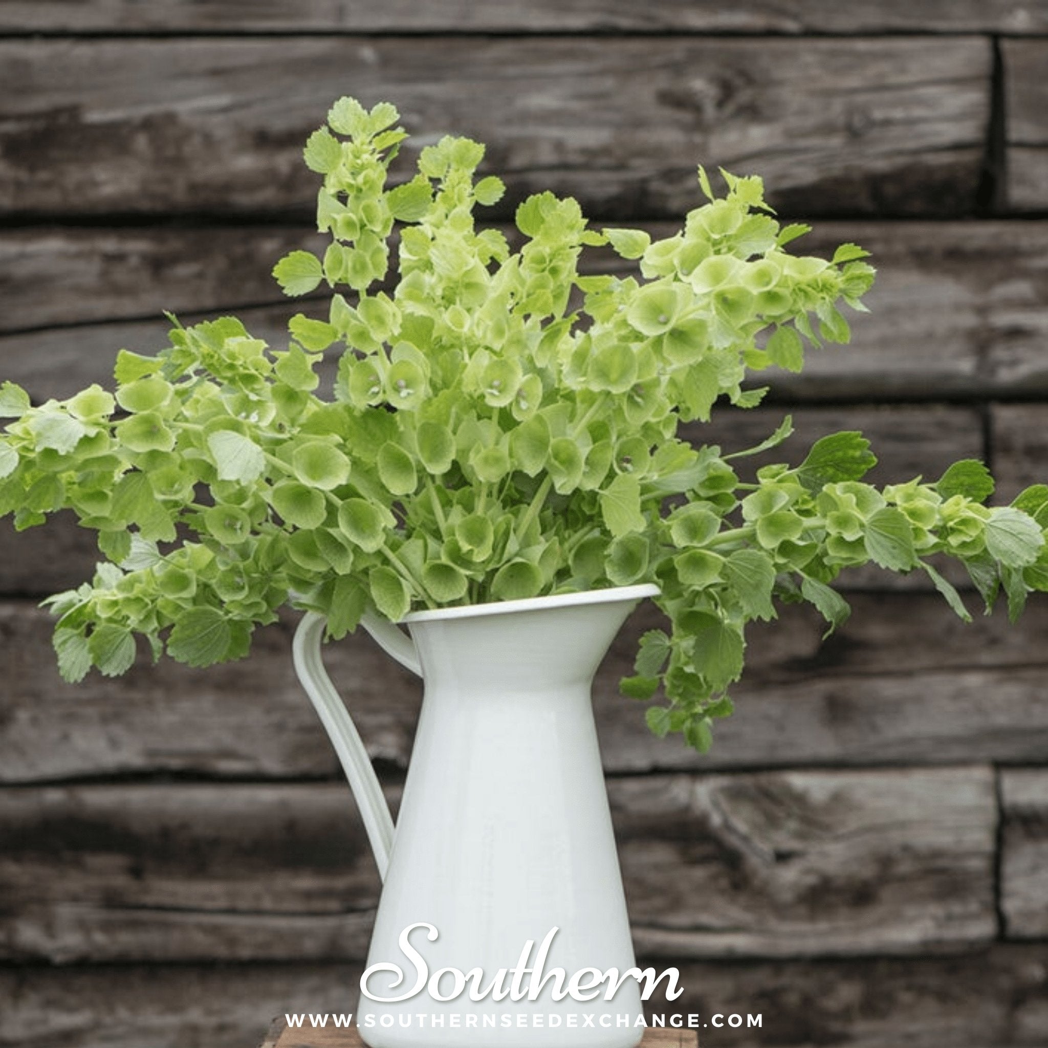 Bells of Ireland – 100 Seeds | Seeds | Wiccan Center