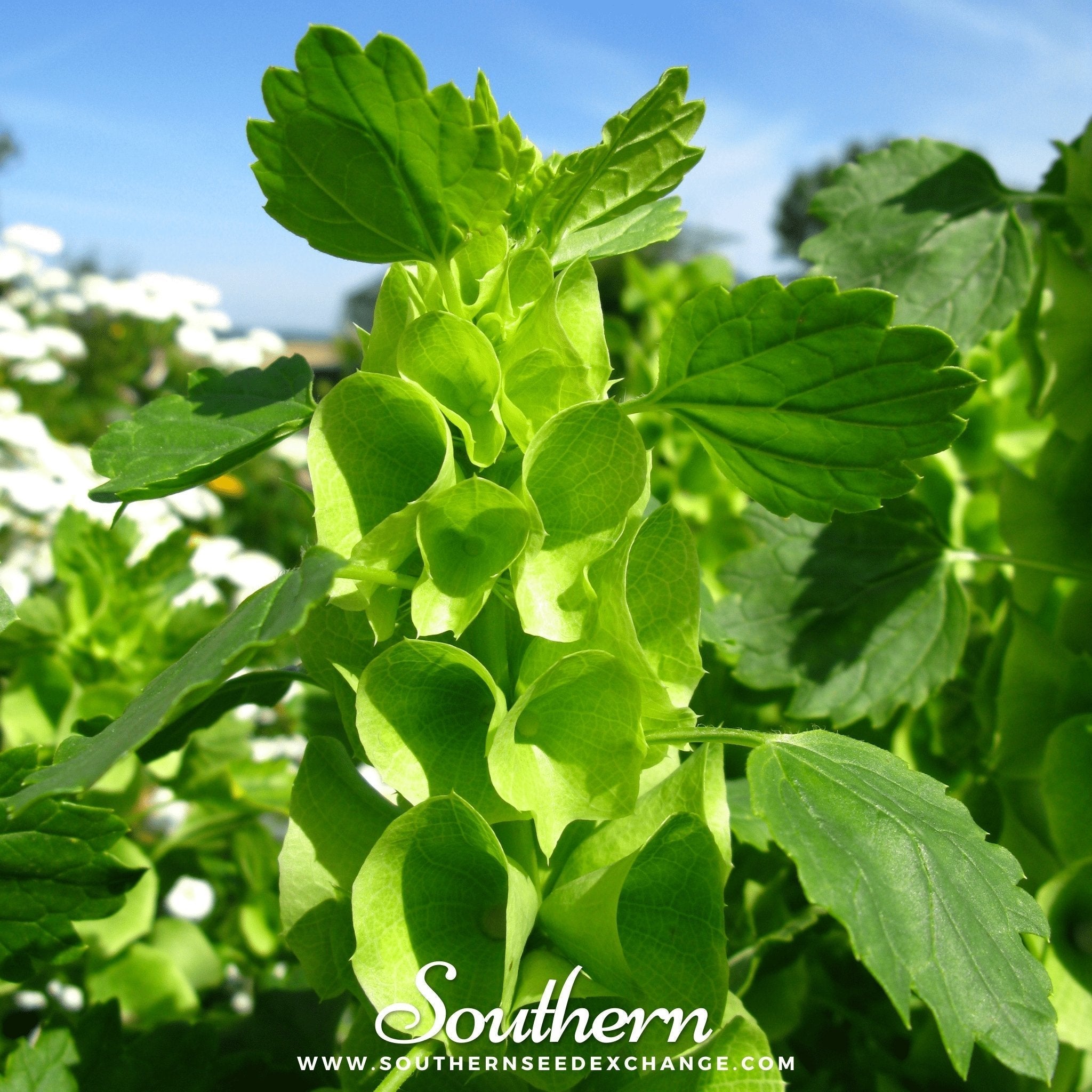 Bells of Ireland – 100 Seeds | Seeds | Wiccan Center