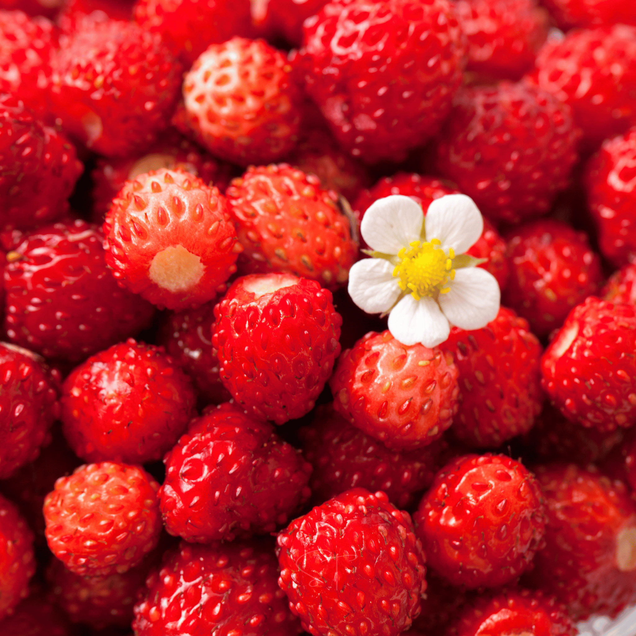 Berry Seed Collection (Elderberry • Blueberry • Strawberry) | Seeds | Wiccan Center