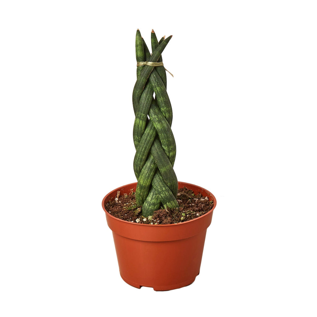 Snake Plant Braided | 4" Plant | Wiccan Center