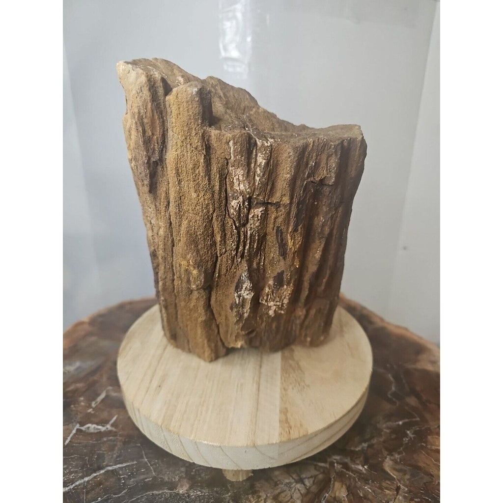 Texas Petrified Wood Raw Mineral Specimen with Stand — Grounding & Ancient Earth Energy | CrystalCloud Company