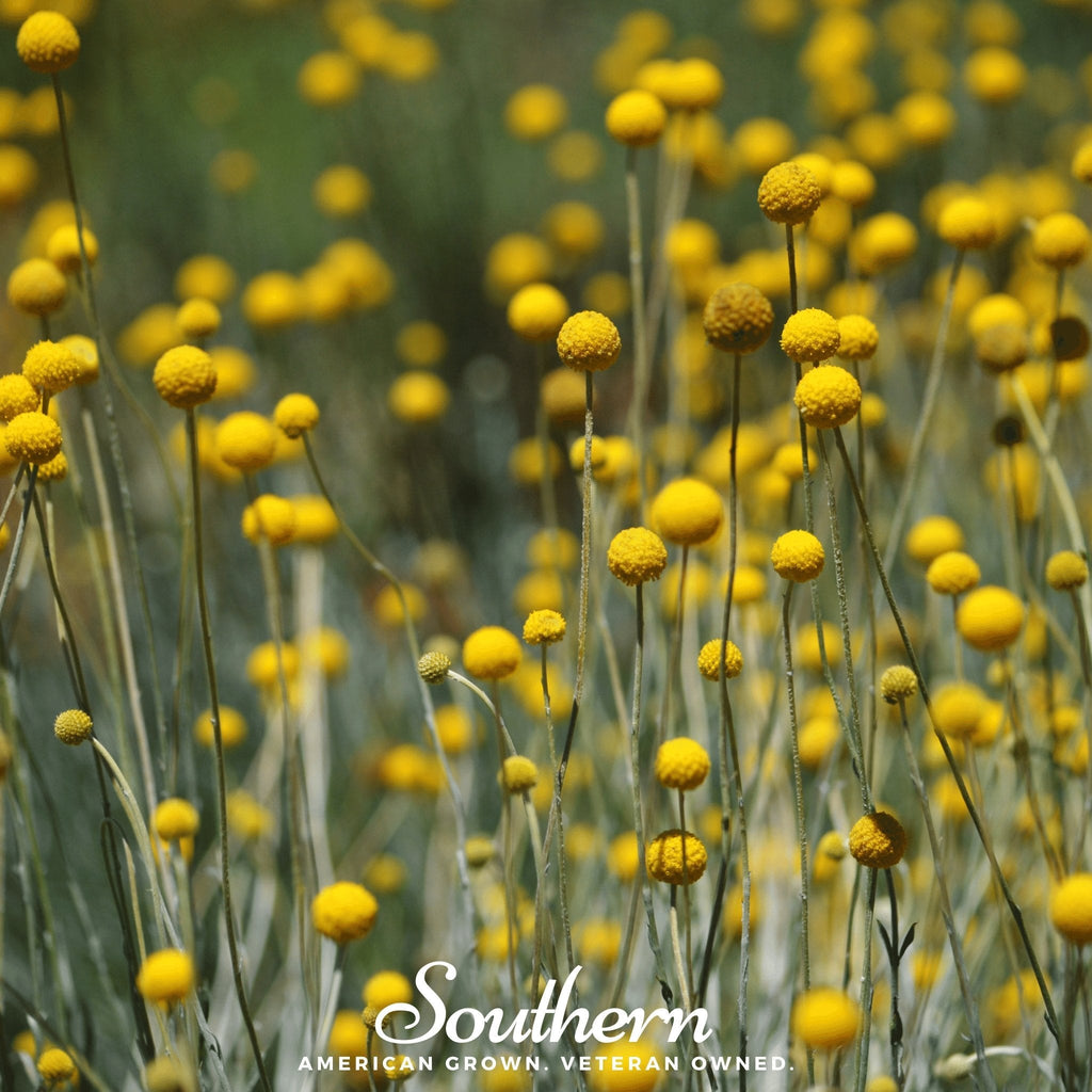 Billy Buttons (Drumsticks) – 50 Seeds | Seeds | Wiccan Center