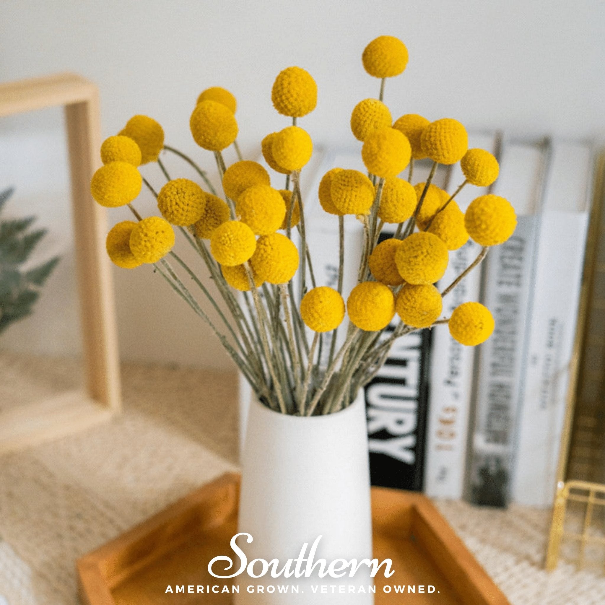 Billy Buttons (Drumsticks) – 50 Seeds | Seeds | Wiccan Center
