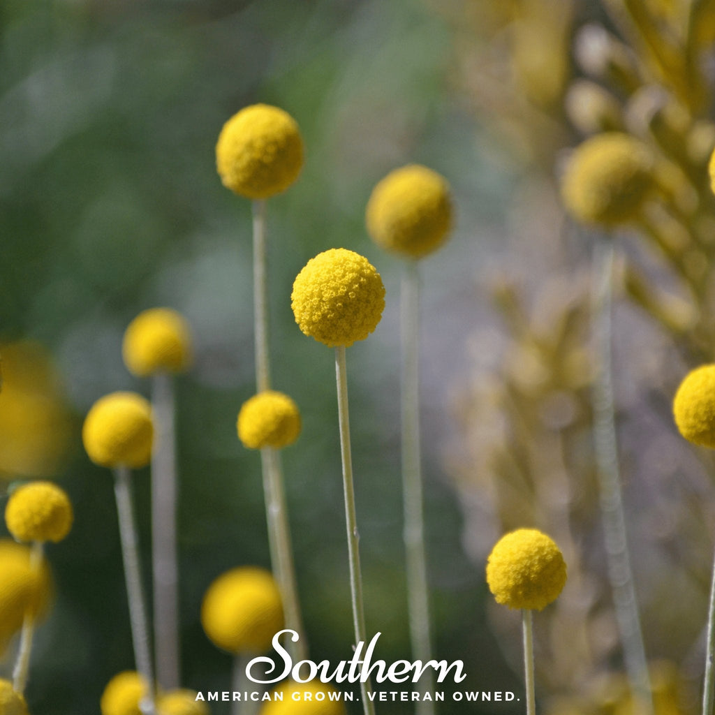 Billy Buttons (Drumsticks) – 50 Seeds | Seeds | Wiccan Center