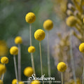 Billy Buttons (Drumsticks) – 50 Seeds | Seeds | Wiccan Center
