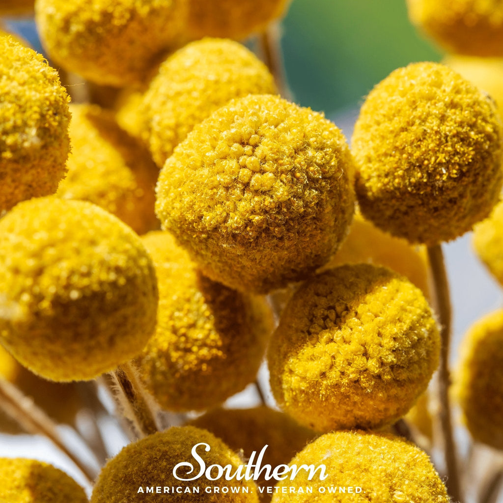 Billy Buttons (Drumsticks) – 50 Seeds | Seeds | Wiccan Center