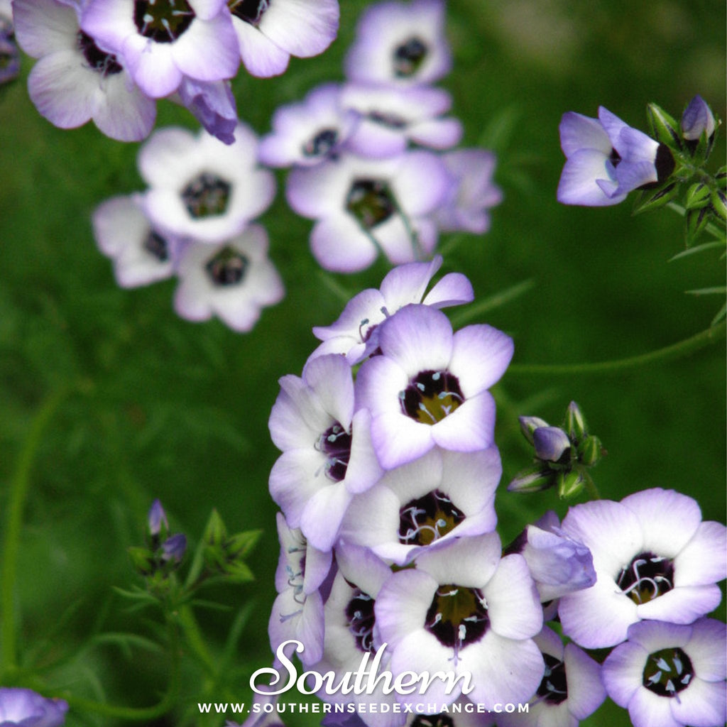 Bird's Eye – 100 Seeds | Seeds | Wiccan Center