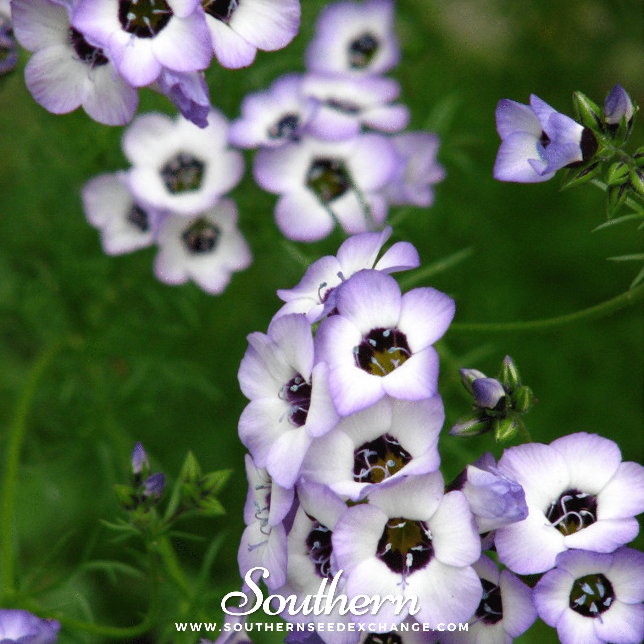 Bird's Eye – 100 Seeds | Seeds | Wiccan Center