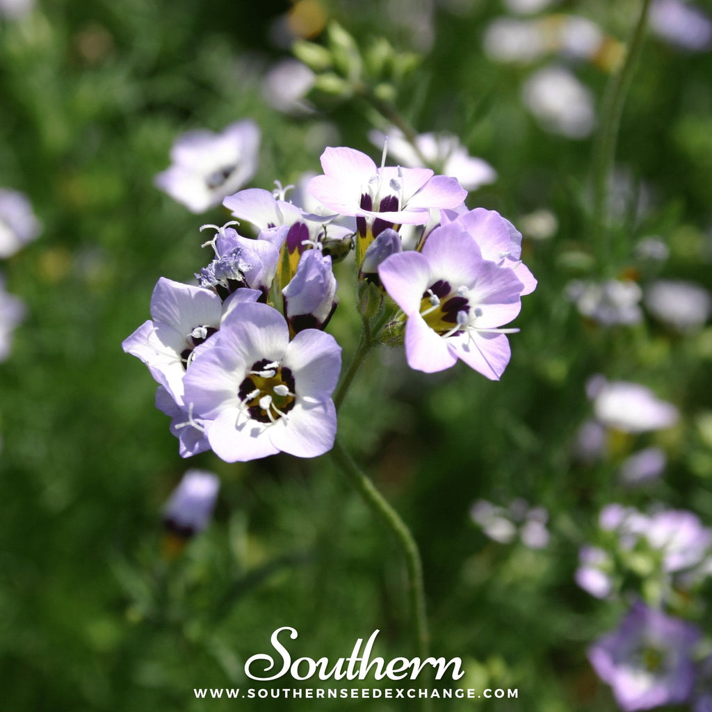 Bird's Eye – 100 Seeds | Seeds | Wiccan Center