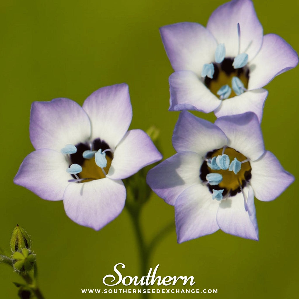 Bird's Eye – 100 Seeds | Seeds | Wiccan Center