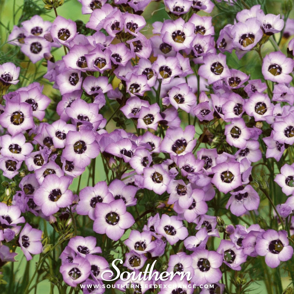 Bird's Eye – 100 Seeds | Seeds | Wiccan Center