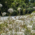 Bishop’s Flower (Wild Carrot) – 500 Seeds | Seeds | Wiccan Center