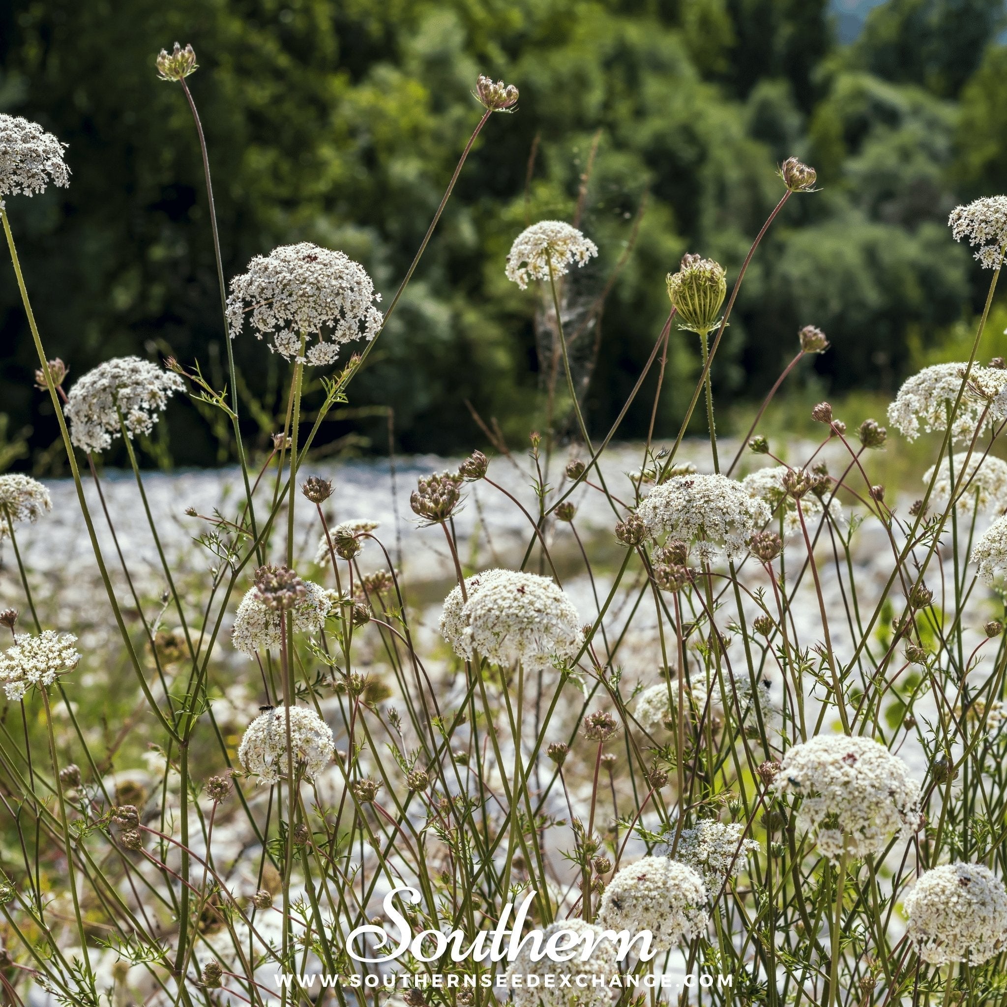 Bishop’s Flower (Wild Carrot) – 500 Seeds | Seeds | Wiccan Center