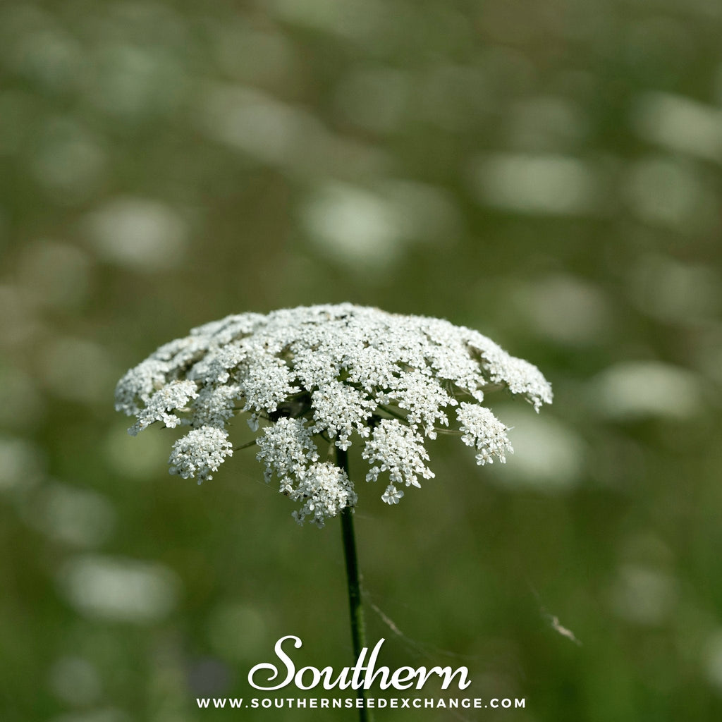 Bishop’s Flower (Wild Carrot) – 500 Seeds | Seeds | Wiccan Center