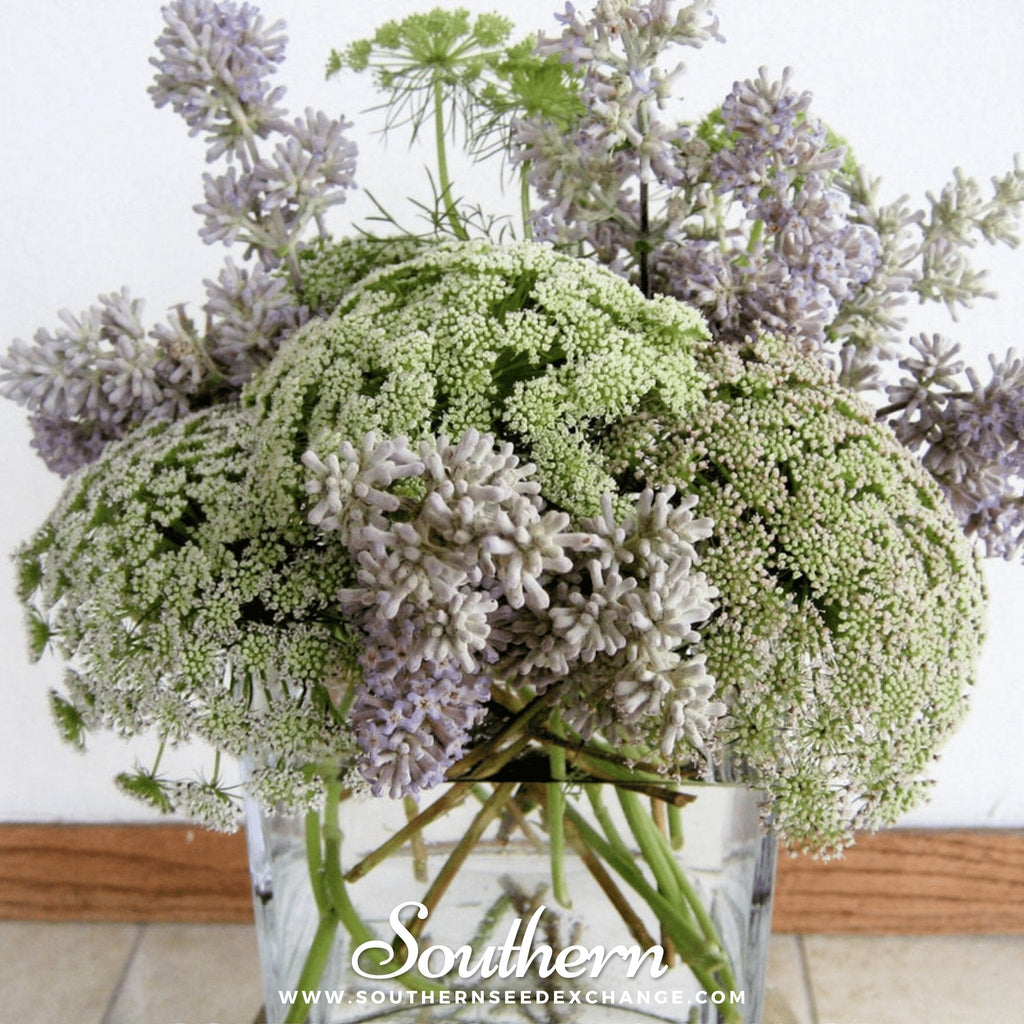Bishop’s Flower (Wild Carrot) – 500 Seeds | Seeds | Wiccan Center