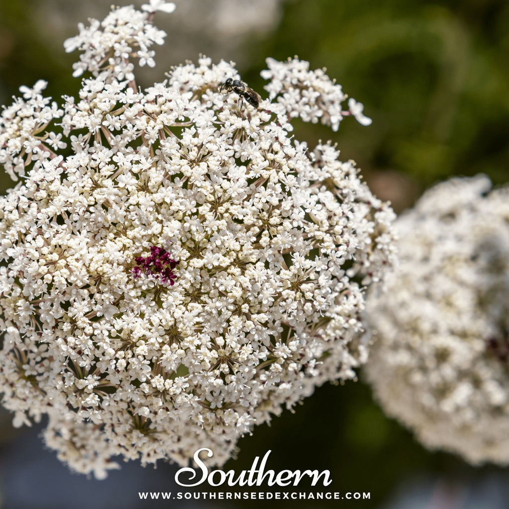 Bishop’s Flower (Wild Carrot) – 500 Seeds | Seeds | Wiccan Center
