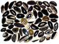 Black Agate Slice (Size #1) (2.5 to 3.5 inches) Grade A Brazilian Agate Geode